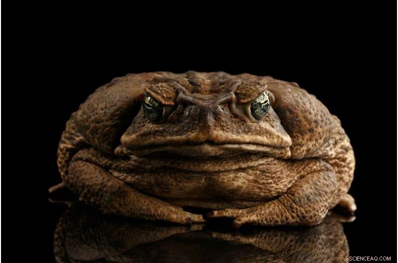 Cash for Cane Toads: A Clear Example of Perverse Incentives in Economics