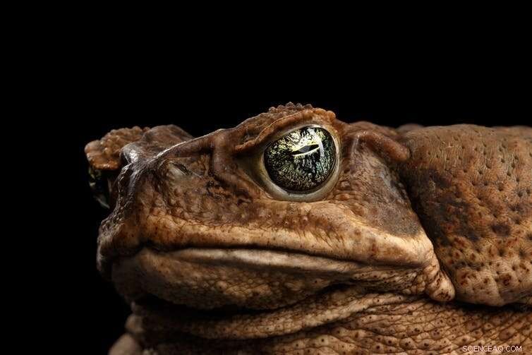 Cash for Cane Toads: A Clear Example of Perverse Incentives in Economics