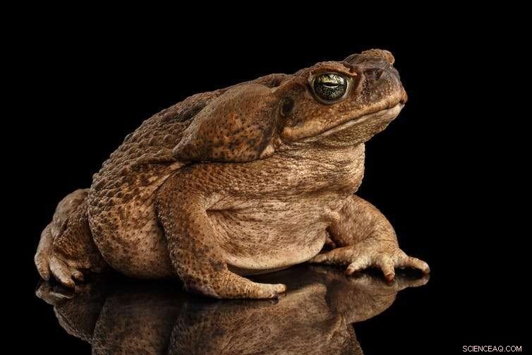 Cash for Cane Toads: A Clear Example of Perverse Incentives in Economics