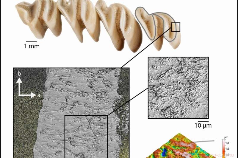 How Plant Phytoliths and Water Content Drive Tooth Enamel Wear in Vertebrates