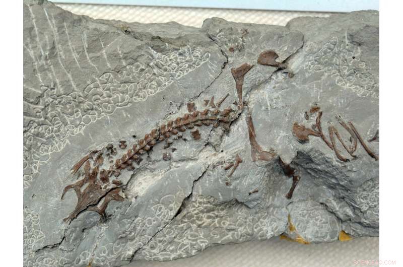 Marine Reptile Fossil Site Surprises Scientists with Exceptional Richness