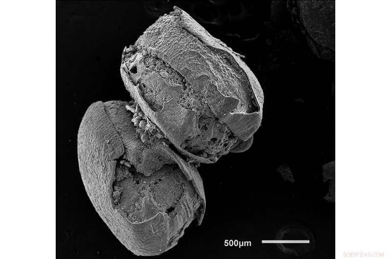 3,000-Year-Old Quinoa Seeds from Eastern North America Found in Ontario