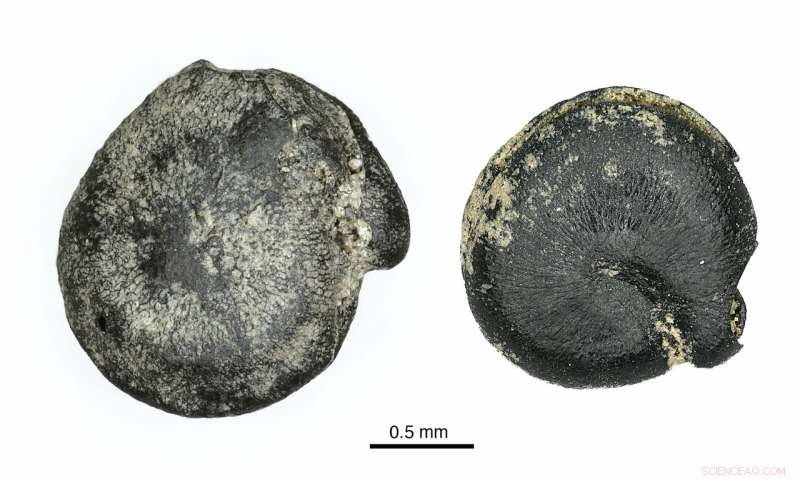 3,000-Year-Old Quinoa Seeds from Eastern North America Found in Ontario