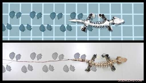 Robot Recreates the Gait of a 290‑Million‑Year‑Old Pre‑Dinosaur Creature