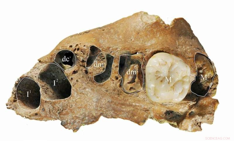 104,000-Year-Old Hominin Reveals Modern Dental Growth Traits