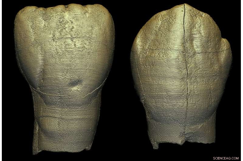 104,000-Year-Old Hominin Reveals Modern Dental Growth Traits