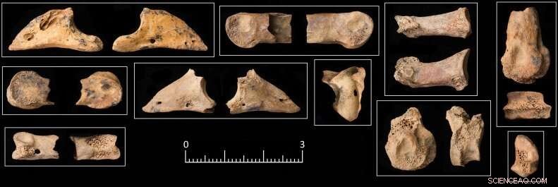 Early Dogs May Have Assisted Human Hunting: Evidence from 11,500-Year-Old Bones in Jordan