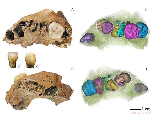 104,000-Year-Old Hominin Reveals Modern Dental Growth Traits