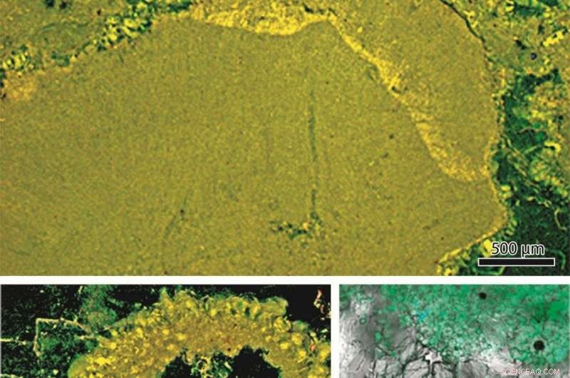 New Fossil Discovery Pushes Origin of Coralline Red Algae Back 300 Million Years