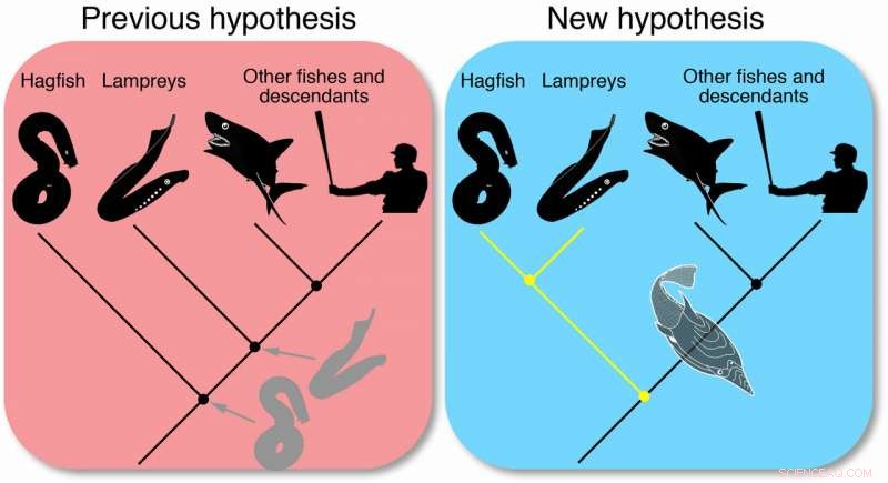 First Detailed Hagfish Fossil Sheds New Light on Vertebrate Evolution