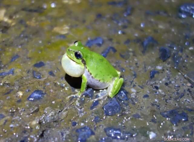 How Frog Choruses Inspire Next-Generation Wireless Sensor Networks