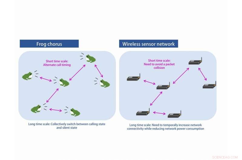 How Frog Choruses Inspire Next-Generation Wireless Sensor Networks