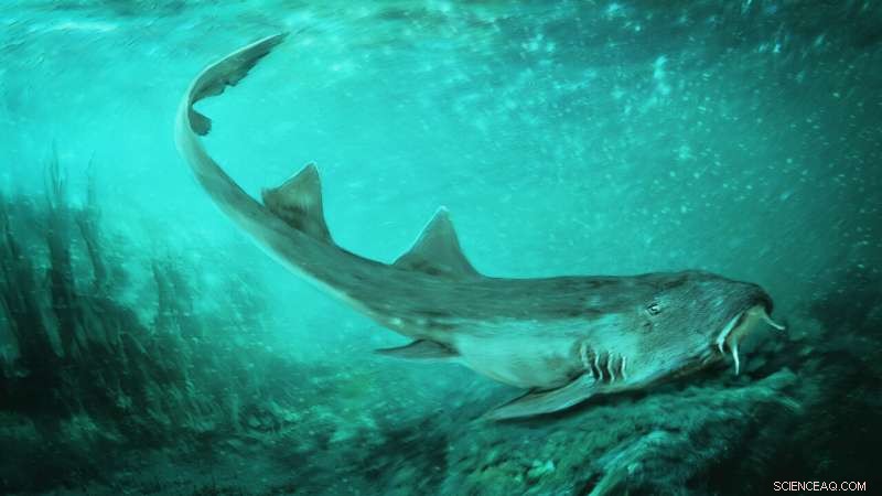 Ancient Carpet Shark Unearthed, Exhibits Ship‑Shaped Teeth