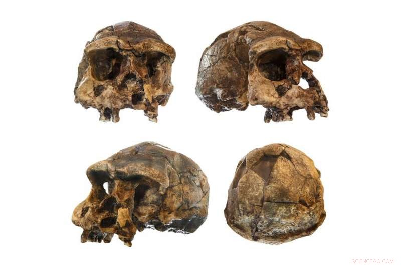 Unveiling Homo erectus: A Closer Look at Our Mysterious Ancestor