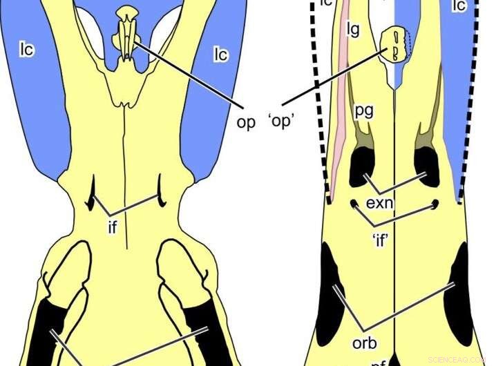 Early Triassic Reptile: The Unique Platypus-Like Eretmorhipis