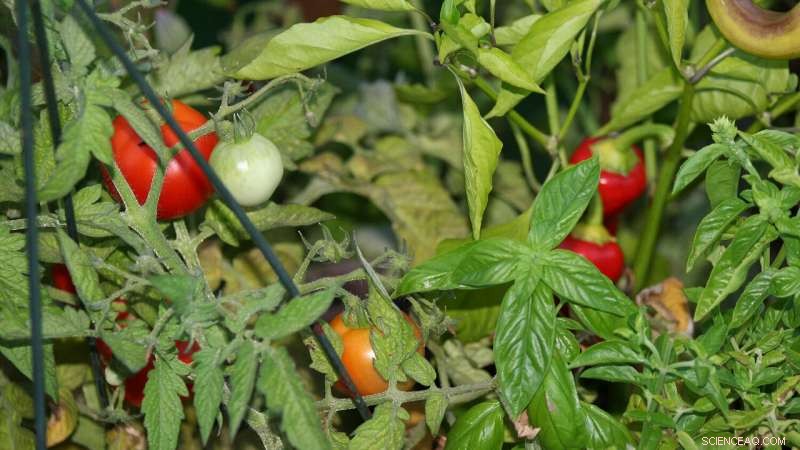 Why Maternal Instincts Don’t Explain Gender Differences in GM Food Skepticism