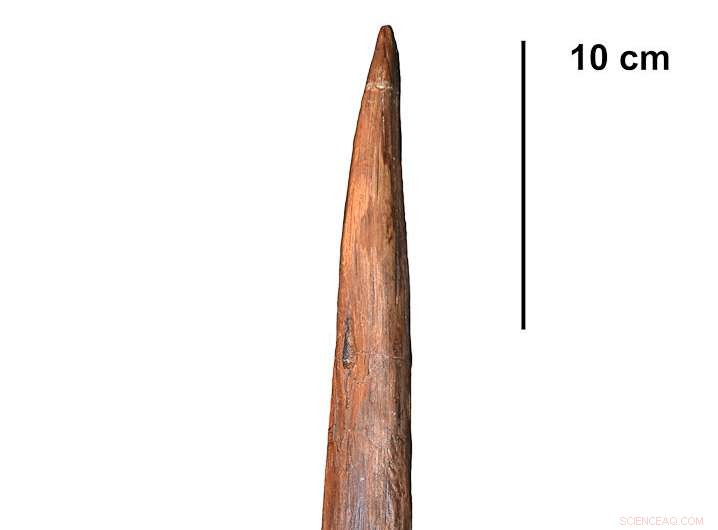 Neanderthals Crafted Long-Range Spears, Study Shows