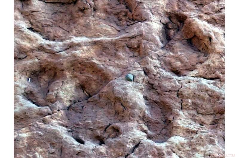 Sauropods  Footprints Reveal They Rotated Their Forefeet Sideways