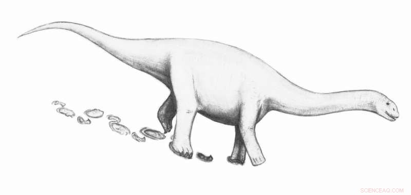 Sauropods  Footprints Reveal They Rotated Their Forefeet Sideways