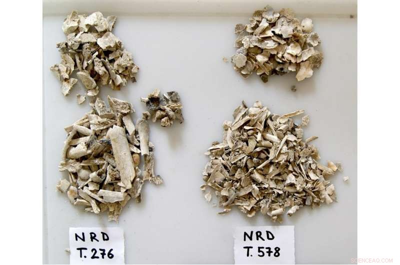 Accurately Determining Sex from Ancient Cremated Remains Using Skeletal Measurements