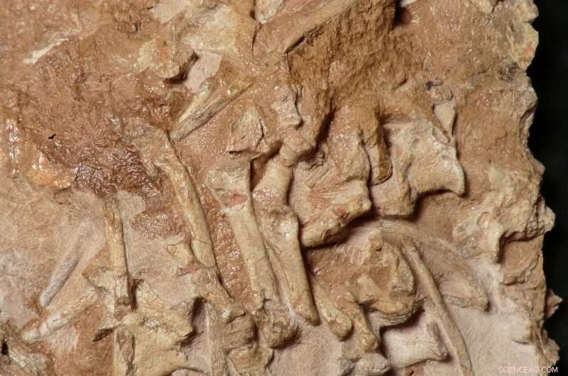 Scientists Discover Iguana-Sized Dinosaur Cousin in Antarctica