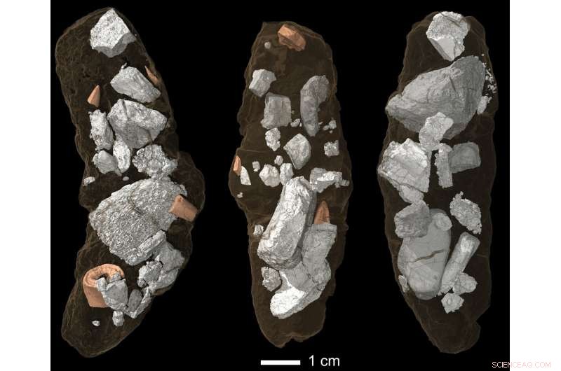 210‑Million‑Year‑Old Archosaur Smok Wawelski Acted Like a Hyena, Crushing Bones for Salt and Marrow