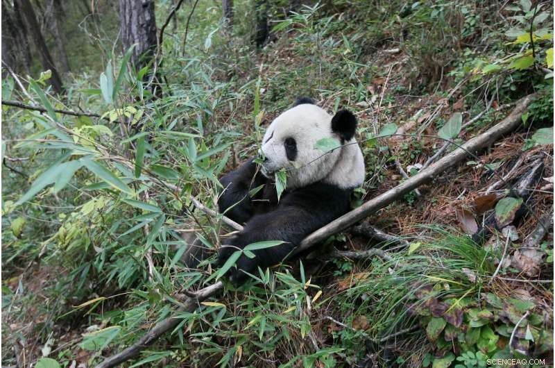 New Fossil Evidence Reveals Ancient Pandas Had Diverse Diets Beyond Bamboo