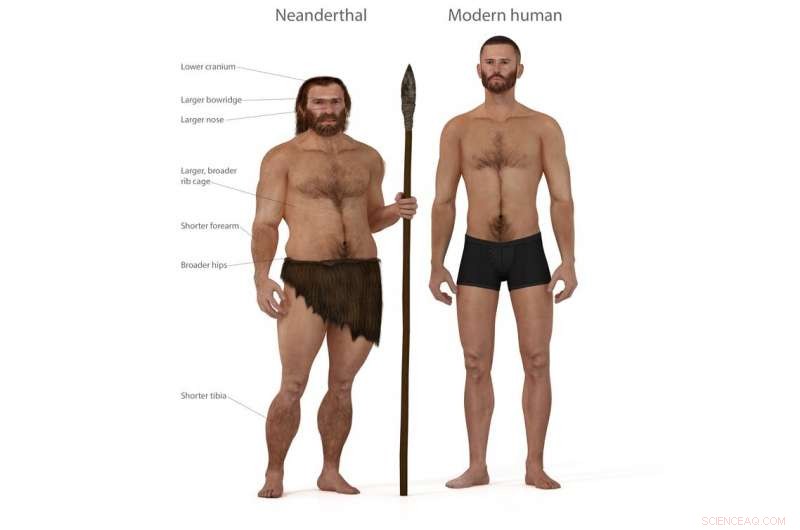 New Study Reveals Neanderthals Were Sprinters, Not Long-Distance Runners