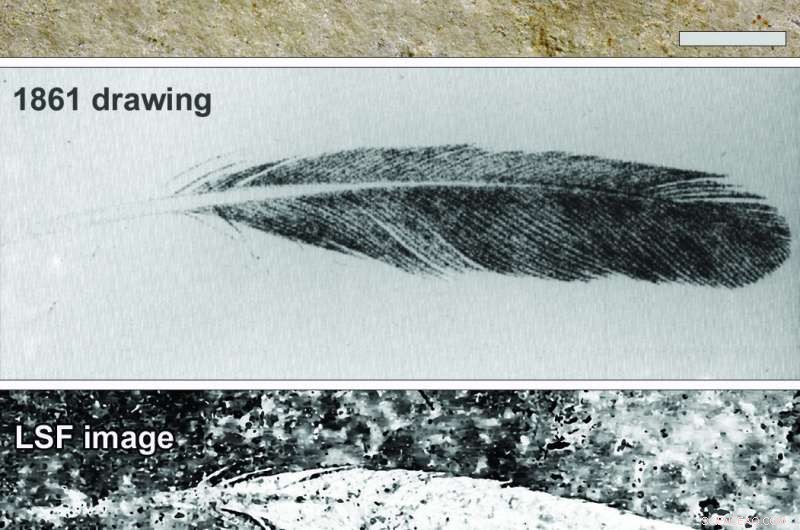 The First Fossil Feather Is Not from Archaeopteryx, Revealed by New Analysis