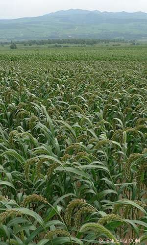 Three Millennia of Prehistoric Food Globalization: Grain Crop Migration Across the Old World