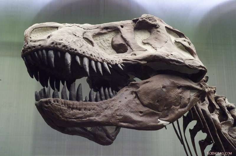 New Study Reveals T. rex Had Remarkably Flexible Skull
