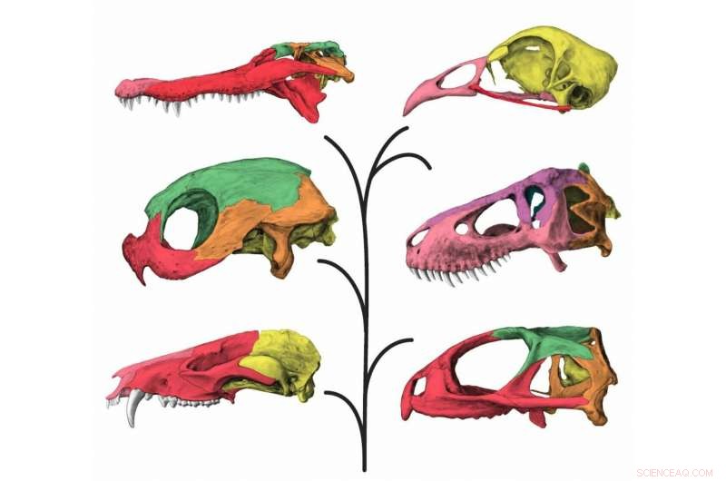 New Study Reveals T. rex Had Remarkably Flexible Skull