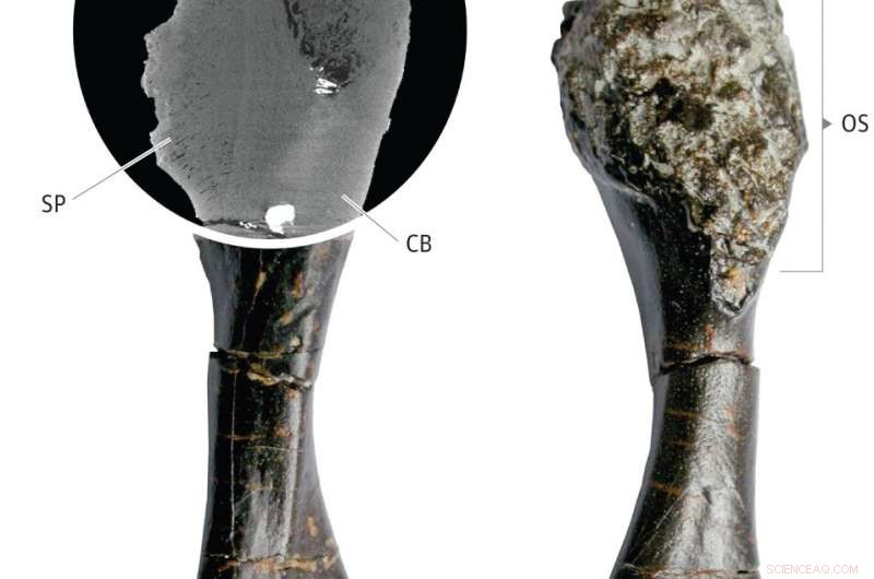 Evidence of Osteosarcoma in a 240‑Million‑Year‑Old Stem‑Turtle Fossil