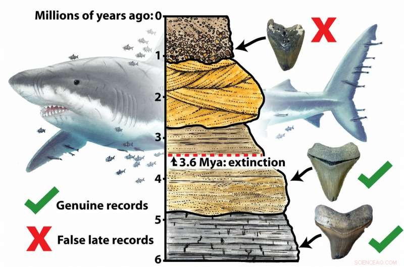 New Study Reveals Megalodon Extinction Occurred Over a Million Years Earlier