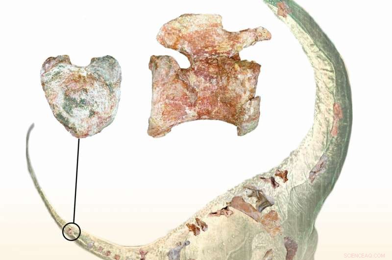 New Heart‑Shaped Tail Dinosaur, Mnyamawamtuka, Illuminates Cretaceous African Ecosystems