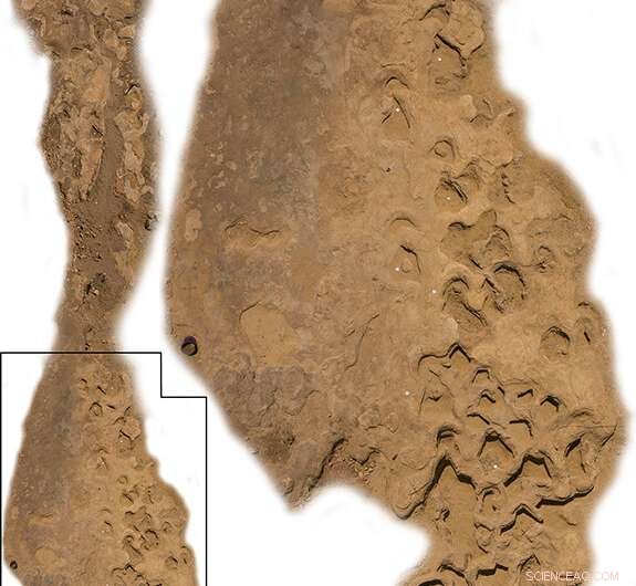 Massive Dinosaur Trackway Unearthed in Queensland’s Winton, Revealing Three Distinct Species