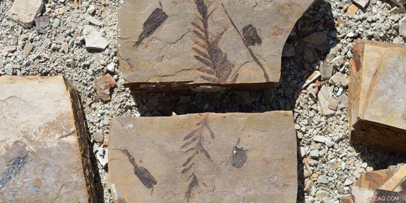 New Fossil Study Reveals Origins of Pacific Northwest s Temperate Forests