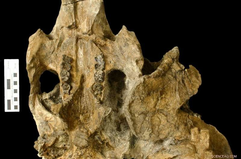 20‑Million‑Year‑Old Tusked Sea Cow Reveals Central America’s Oldest Marine Mammal