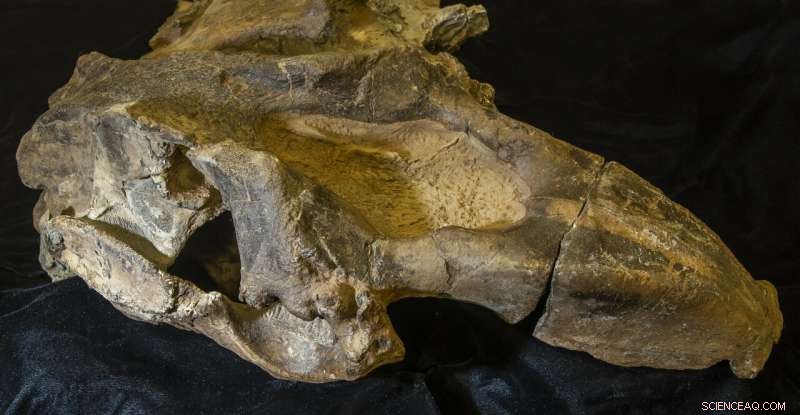 20‑Million‑Year‑Old Tusked Sea Cow Reveals Central America’s Oldest Marine Mammal