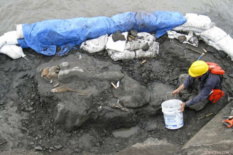 20‑Million‑Year‑Old Tusked Sea Cow Reveals Central America’s Oldest Marine Mammal