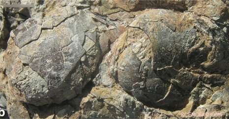 Scientists Discover Earliest Known Shared Animal Nest from Prehistoric Eggshells