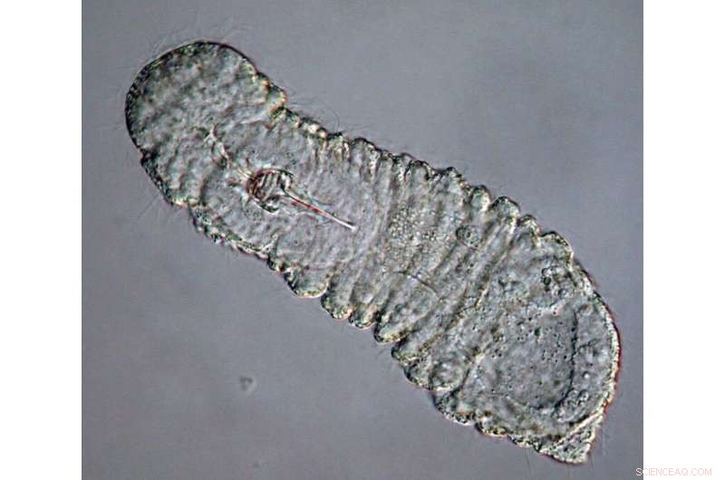 Half-Billion-Year-Old Worm Secures Its Place in the Tree of Life