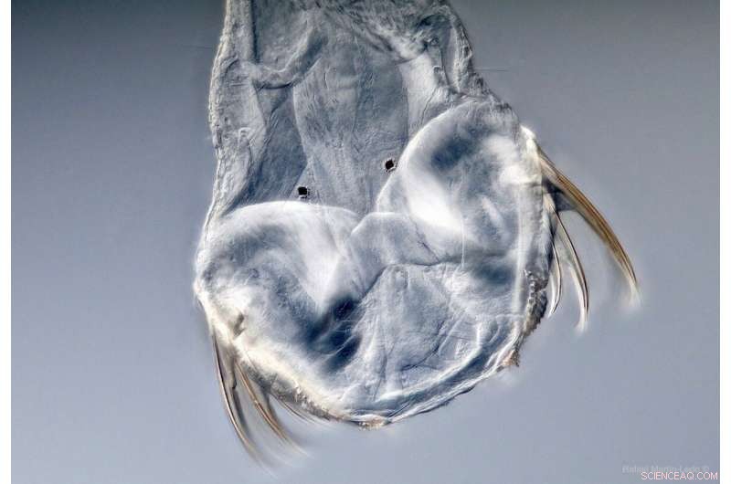 Half-Billion-Year-Old Worm Secures Its Place in the Tree of Life