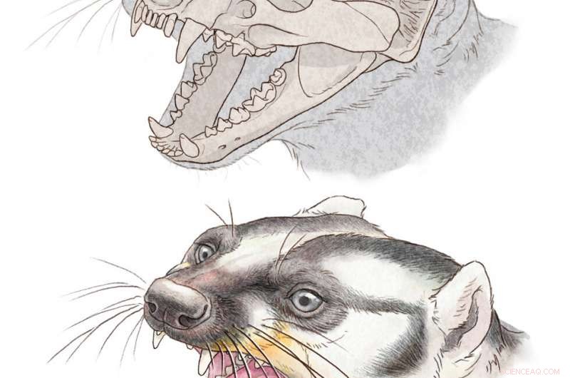 Leptarctus primus: Fossil Weasel Relative s Skull Reveals Omnivorous Diet 20 Mya