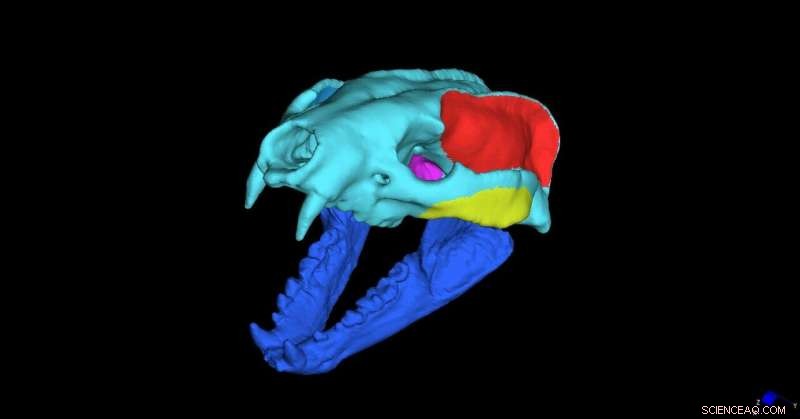 Leptarctus primus: Fossil Weasel Relative s Skull Reveals Omnivorous Diet 20 Mya