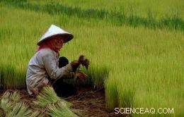Mechanized Rice Production in China: Progress, Challenges, and Impact