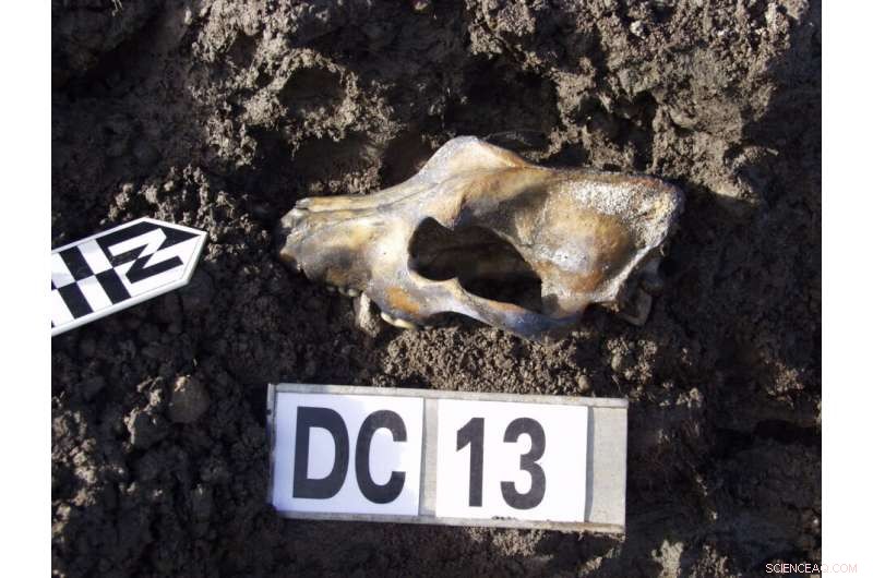 Arctic Ancients Thrived on Advanced Trade Networks