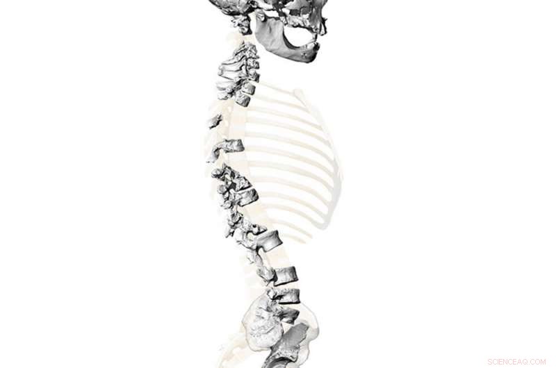 New Study Shows Neanderthals Walked Upright, Similar to Modern Humans