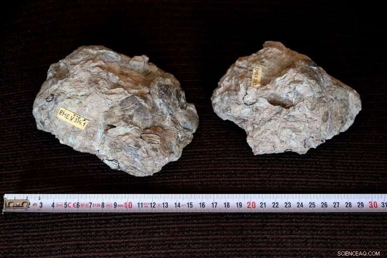 Romanian Fossil Discovery Reveals Ancient Connection Between Crocodiles and Birds