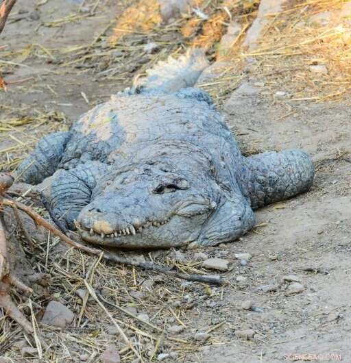 Romanian Fossil Discovery Reveals Ancient Connection Between Crocodiles and Birds
